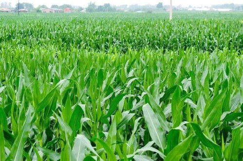 大田作物長(zhǎng)勢(shì)喜人，蔬菜產(chǎn)業(yè)繪就豐收畫(huà)卷