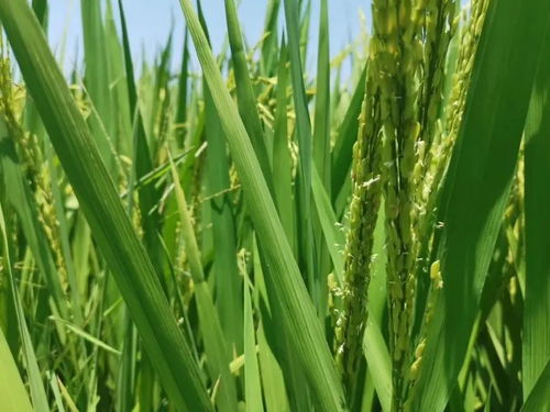 咪鮮胺 不止于炭疽病克星，解鎖果樹(shù)種植中的寶藏功能