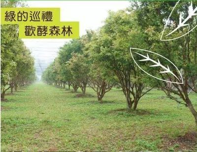 素食之光 一家酵素企業(yè)的獨(dú)特經(jīng)營之道