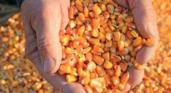 美國農(nóng)作物畝產(chǎn)水平與水果種植優(yōu)勢解析 科技與管理驅(qū)動(dòng)的現(xiàn)代農(nóng)業(yè)