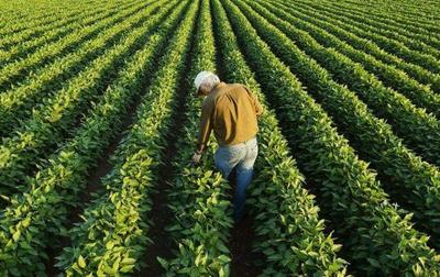 從泥土到餐桌 一位臺(tái)灣農(nóng)民的綠色創(chuàng)業(yè)夢