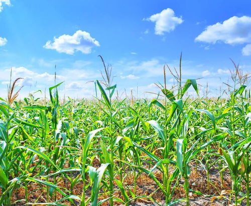 硝煙下的耕耘 俄烏沖突長期化背景下的赫爾松春耕與糧食安全挑戰(zhàn)