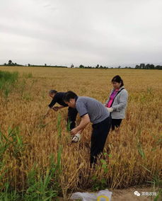 筑牢源頭防線，臨渭區(qū)扎實(shí)推進(jìn)農(nóng)產(chǎn)品產(chǎn)地土壤環(huán)境與水果種植安全監(jiān)測