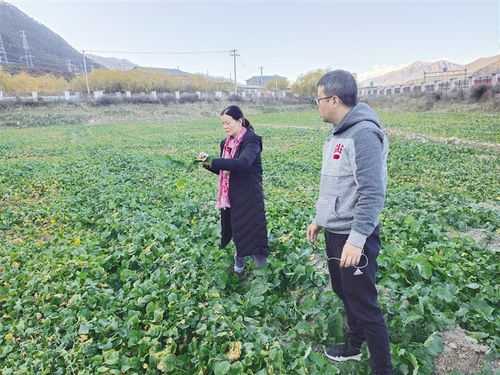 一粒良種 萬(wàn)擔(dān)好糧 西藏探索農(nóng)作物高產(chǎn)高質(zhì)的“密碼”